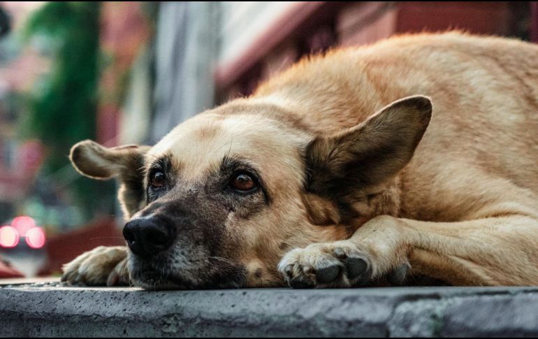 En caninos de edad avanzada, los síntomas de pancreatitis pueden ser menos evidentes y confundirse con signos normales del envejecimiento.  CANVA