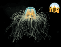 Esta medusa puede revertir su edad adulta a una edad sexualmente inmadura de forma individual. Flickr