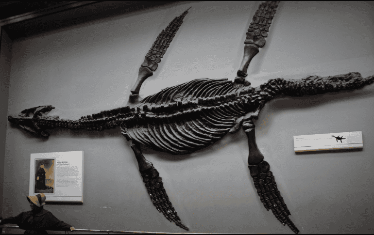 Los ictiosaurios eran depredadores muy peligrosos. Flickr