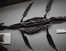 Los ictiosaurios eran depredadores muy peligrosos. Flickr