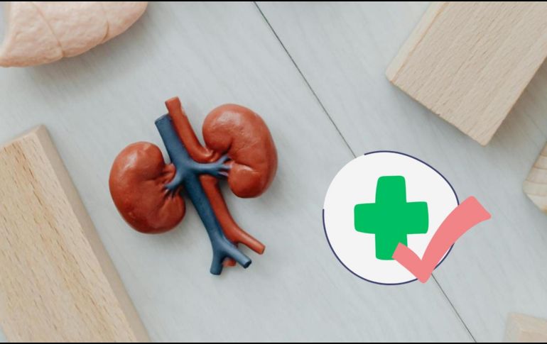 Los riñones son vitales para nuestro cuerpo, conoce las recomendaciones para mantener su bien funcionamiento.ESPECIAL/Pexels y Canva