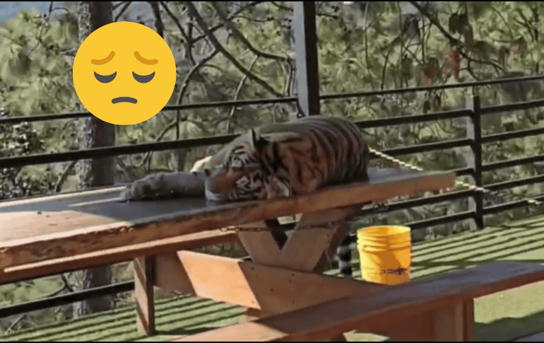 Los videos que circulan en redes han indignado a muchas personas. X / @QuePocaMadre_Mx