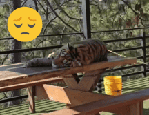 Los videos que circulan en redes han indignado a muchas personas. X / @QuePocaMadre_Mx