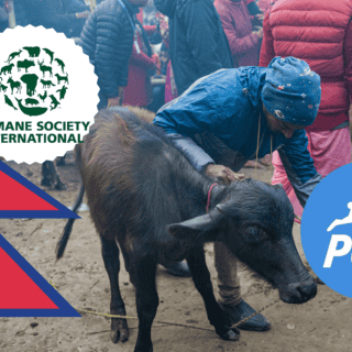 Activistas denuncian el sacrificio de más de 4 mil animales durante festival hindú en Nepal