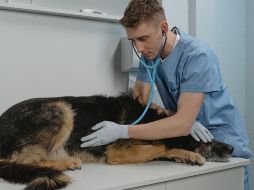 El tratamiento dependerá del tipo de tumor, su localización y estado de avance. Las opciones incluyen cirugía, quimioterapia o manejo paliativo para mejorar la calidad de vida. CANVA