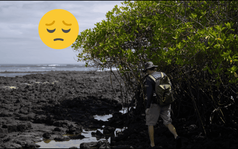 Los manglares de las Islas Galápagos, una de las reservas marinas mejor conservadas del mundo. EFE / Rashid Cruz