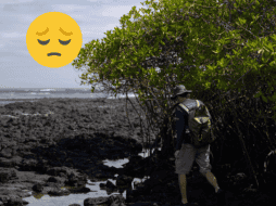 Los manglares de las Islas Galápagos, una de las reservas marinas mejor conservadas del mundo. EFE / Rashid Cruz