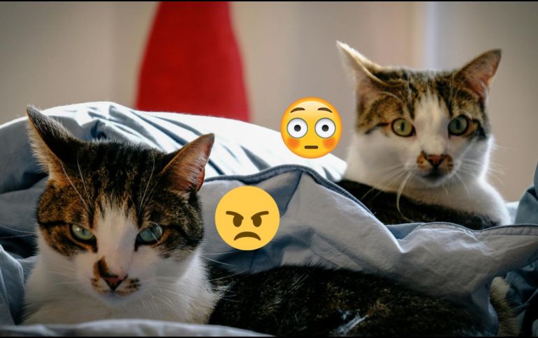 El proceso de adaptación puede tomar semanas o meses, dependiendo de la personalidad de los gatos. ESPECIAL