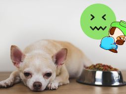 La gripe canina, aunque tratable, puede ser peligrosa si no se atiende a tiempo. Con un diagnóstico temprano, cuidados adecuados y medidas preventivas, puedes proteger la salud de tu fiel compañero. CANVA