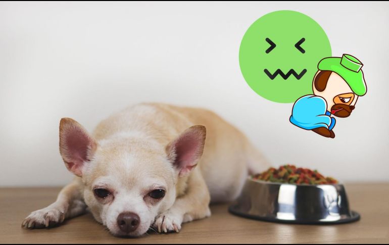 La gripe canina, aunque tratable, puede ser peligrosa si no se atiende a tiempo. Con un diagnóstico temprano, cuidados adecuados y medidas preventivas, puedes proteger la salud de tu fiel compañero. CANVA