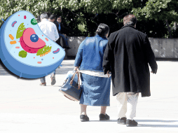 Perder peso es una necesidad médica para muchas personas, pero parece que en algunos casos es difícil y los resultados no llegan; pero no necesariamente por falta de voluntad, sino por la memoria celular. EL INFORMADOR / ARCHIVO