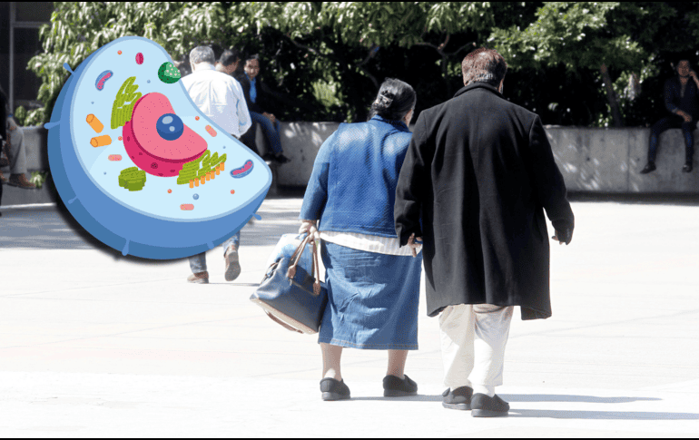 Perder peso es una necesidad médica para muchas personas, pero parece que en algunos casos es difícil y los resultados no llegan; pero no necesariamente por falta de voluntad, sino por la memoria celular. EL INFORMADOR / ARCHIVO