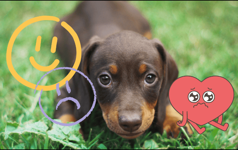 El día de hoy te compartimos cuáles son los gestos de nuestras mascotas que nos demuestran que están felices o tristes, según la psicóloga Eduarda Piamore. CANVA/ ESPECIAL