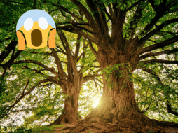 Esta especie de árboles pueden llegar a crecer entre 40 y 60 metros. Pexels