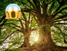 Esta especie de árboles pueden llegar a crecer entre 40 y 60 metros. Pexels