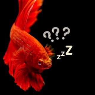 ¿Cómo duermen los peces? Bióloga lo explica