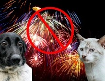 Si tienes perritos o gatitos en casa, asegúrate de no llevarlos a lugares donde enciendan fuegos artificiales. ESPECIAL/Pexels