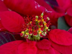 Pese a las recomendaciones, hay cuestiones de seguridad que debes saber antes de añadir flor de nochebuena a tus comidas. NTX / ARCHIVO