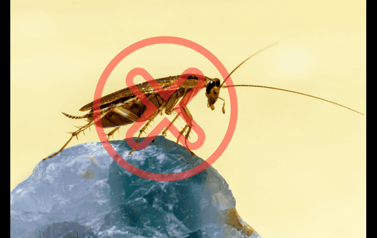 A través de un práctico y económico remedio casero es posible deshacerte de las indeseables cucarachas. UNSPLASH/Erik Karits