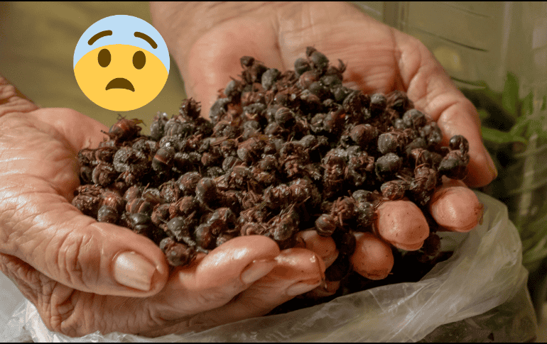 Cuando inicia la época de lluvias, esta hormiga brota de la tierra por periodos muy cortos. Flickr