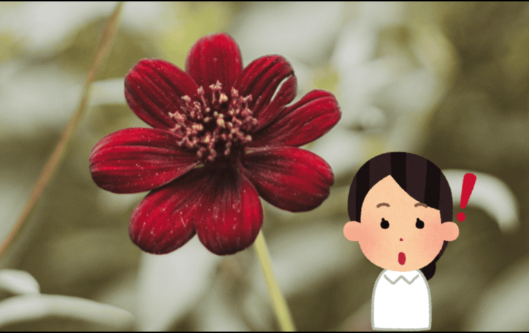 Los pétalos de esta flor huelen a chocolate. Flickr