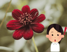 Los pétalos de esta flor huelen a chocolate. Flickr