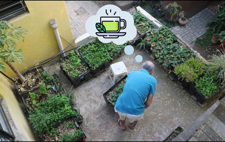 Conoce los beneficios de beber esta extraña infusión. EL INFORMADOR / ARCHIVO