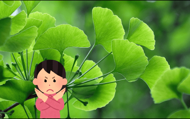 El consumo de Ginkgo biloba no es adecuado para todas las personas. Pixabay