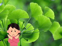 El consumo de Ginkgo biloba no es adecuado para todas las personas. Pixabay