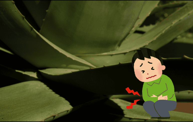 Una microbiota intestinal equilibrada ayuda a digerir los alimentos, regular el sistema inmune y producir vitaminas esenciales. ESPECIAL/Unsplash.