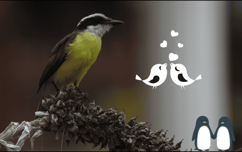 Estos animales permanecen juntos durante toda su vida. EFE / ARCHIVO