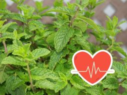 El uso de la hierbabuena va más allá de lo culinario, ya que también posee propiedades medicinales y múltiples beneficios en la salud.ESPECIAL/Pixabay y Canva