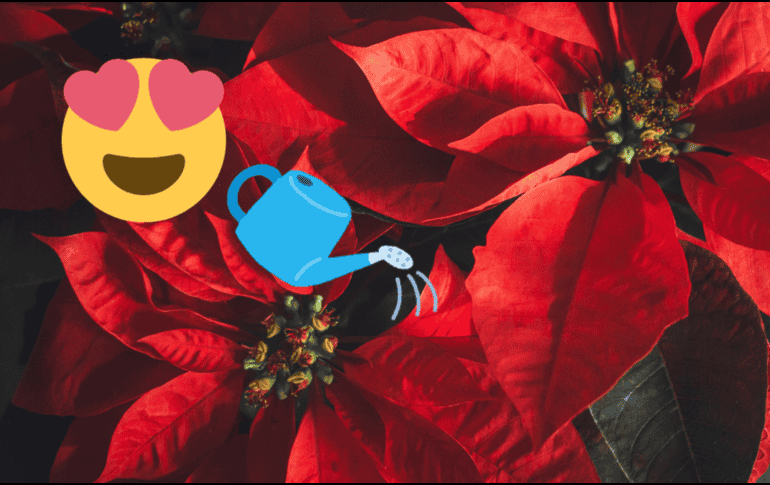 Con estos simples cuidados, podrás conservar tu flor de nochebuena durante todo el año y evitar tener que comprar nuevas cada diciembre. Canva