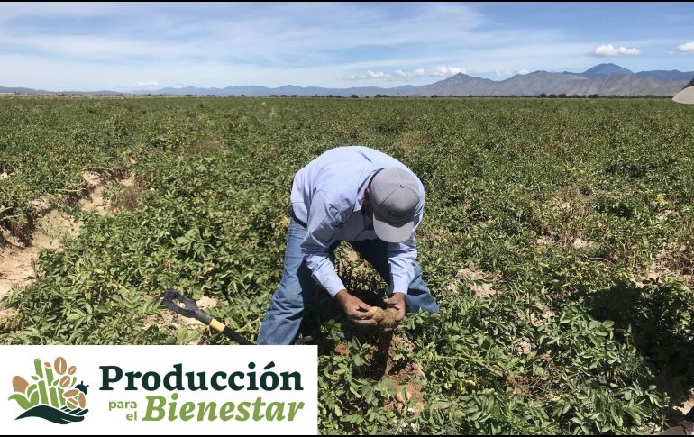 El programa Producción para el Bienestar apoya a los trabajadores del campo de pequeña o mediana escala de todo el país a través de apoyos económicos entregados de manera directa. ESPECIAL, EFE / ARCHIVO