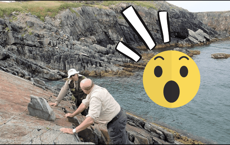 El nuevo análisis revela que aunque las especies antiguas evolucionaran más lentamente y duraron más, el ritmo de la evolución se aceleró tras las glaciaciones mundiales. EFE/ Danielle Fitzgerald/ ESPECIAL/ CANVA