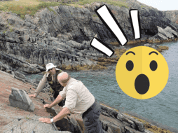 El nuevo análisis revela que aunque las especies antiguas evolucionaran más lentamente y duraron más, el ritmo de la evolución se aceleró tras las glaciaciones mundiales. EFE/ Danielle Fitzgerald/ ESPECIAL/ CANVA