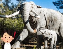 Los mastodontes desaparecieron al final del Pleistoceno. Flickr