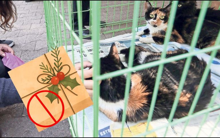 Se calcula que en nuestro país tenemos poco más de 80 millones de mascotas. SUN / ARCHIVO