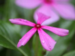 Esta planta tiene alcaloides bisindólicos anticancerígenos (vinblastina, vincristina y vindesina), precisa un informe del Centro Nacional de Información Biotecnológica de Estados Unidos. SUNSPLASH / R. SARAF