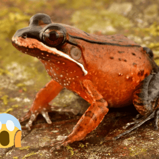 Descubren 27 nuevas especies en la Amazonía gracias a una expedición