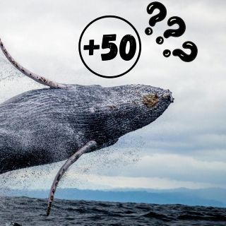 ¿Cuántos años pueden vivir las ballenas? Bióloga lo explica