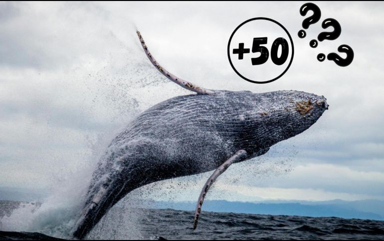 Conservar a las ballenas no solo es crucial para su supervivencia, sino también para la salud de los océanos.ESPECIAL/Pexels y Canva