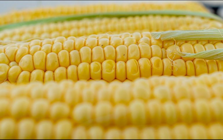 México argumenta que el maíz genéticamente modificado puede tener efectos sobre la salud. Pixabay.