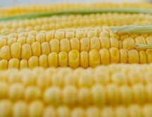 México argumenta que el maíz genéticamente modificado puede tener efectos sobre la salud. Pixabay.