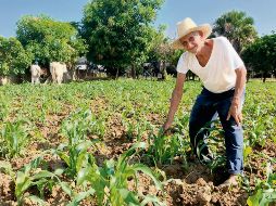 Productores locales buscan que las variedades de semilla que existen en México se conserven y no se contaminen con otros granos. ESPECIAL