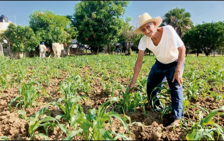 Productores locales buscan que las variedades de semilla que existen en México se conserven y no se contaminen con otros granos. ESPECIAL