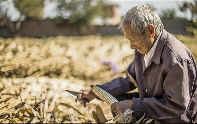 Reforma constitucional protegerá cultivos tradicionales, mientras mejora la productividad con innovaciones en distritos de riego. ESPECIAL