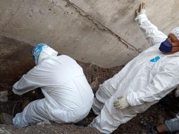 Según las integrantes del colectivo, los cuerpos estaban seccionados, razón por la que confirman que se trató de dos cuerpos encontrados. CORTESÍA