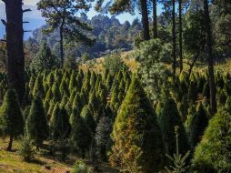 La Conafor promueve el establecimiento de plantaciones de árboles de navidad con apoyos económicos y asesoría técnica.  ESPECIAL