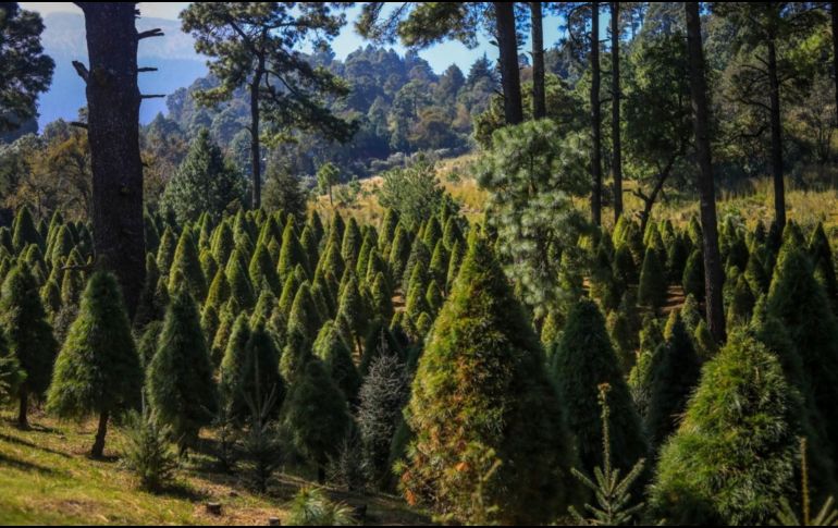 La Conafor promueve el establecimiento de plantaciones de árboles de navidad con apoyos económicos y asesoría técnica.  ESPECIAL